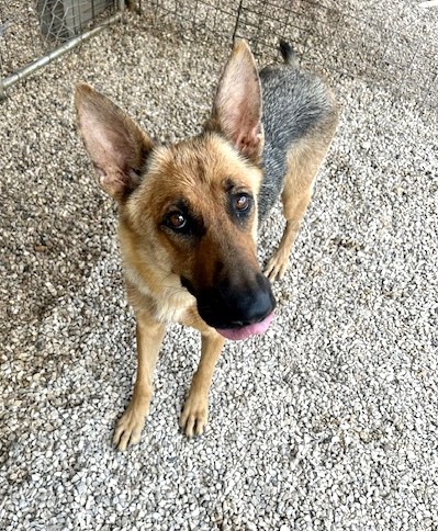 Dog